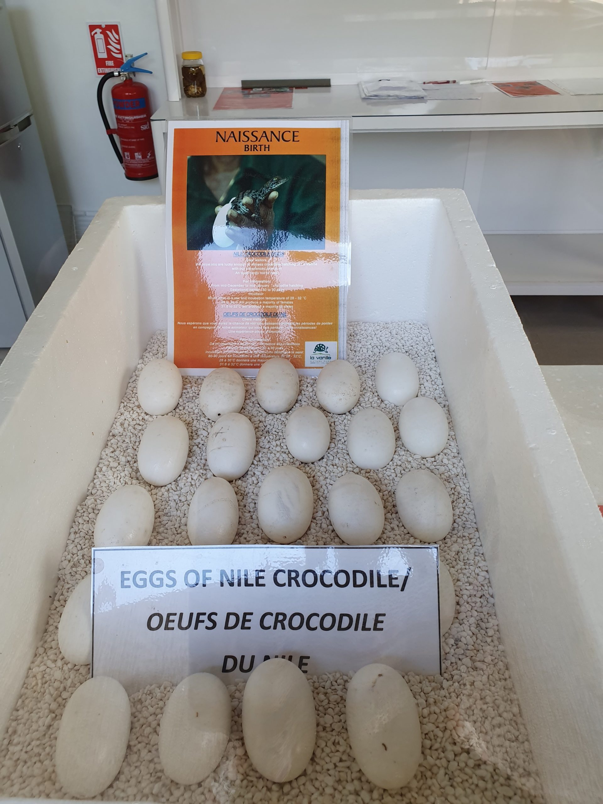Ouă de crocodili