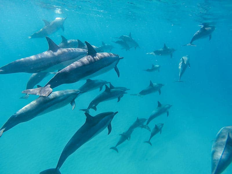 Înot cu delfinii în Oceanul Indian, Mauritius